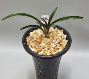 신라