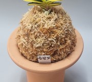 금강보