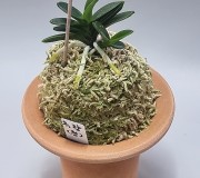 옥향 청